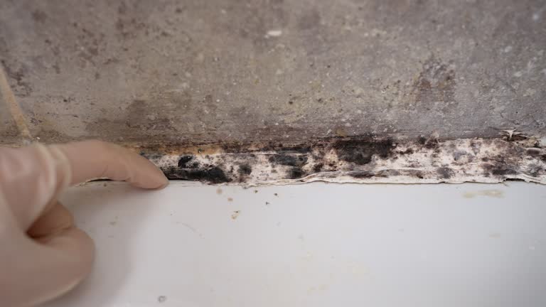 Best Commercial Mold Inspection  in Santa Clara, UT